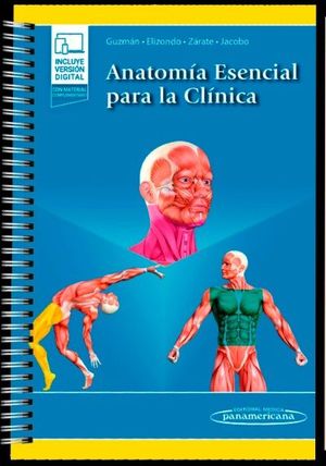 ANATOMA ESENCIAL PARA LA CLNICA